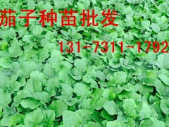 應(yīng)縣嫁接茄子苗批發(fā) 茄子種苗育苗廠