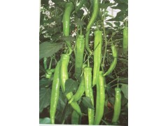 巴彥淖爾羊角椒苗 出售長尖椒辣椒種苗