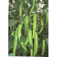 巴彥淖爾羊角椒苗 出售長尖椒辣椒種苗