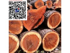 澳洲 黑基木 金皮木 桃花心木 木誠征代理商