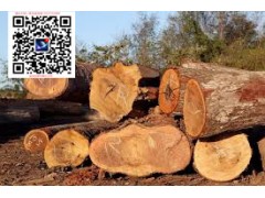 澳洲檀香木 檀香精油原木出口批發商