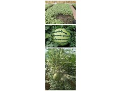 云南甜瓜苗基地 嫁接甜瓜苗廠家