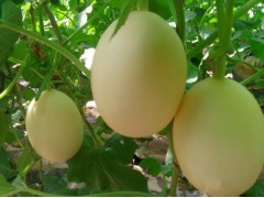 新鄉嫁接西瓜苗 西瓜種苗基地廠家