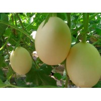 新鄉(xiāng)嫁接西瓜苗 西瓜種苗基地廠家