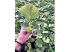 濟南黃瓜苗 嫁接黃瓜苗 壽光黃瓜苗廠