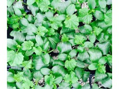 煙臺定育黃瓜苗廠 嫁接黃瓜苗品種