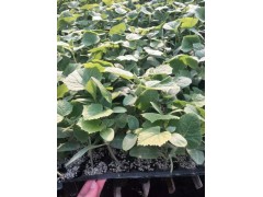 石家莊黃瓜苗 黃瓜種苗廠