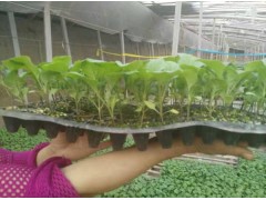 西雙版納茄子苗 種苗廠來種代育茄子嫁接苗