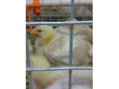 淄博雞新城疫型癱腿用藥