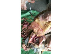 棗莊雞新城疫引起的眼瞼拉長用藥