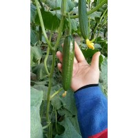 重慶旱黃瓜苗 專育嫁接黃瓜苗基地