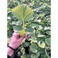 濮陽黃瓜種苗場 強雌黃瓜苗基地