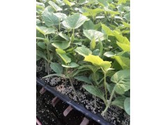 呼倫貝爾黃瓜苗 專育冷棚黃瓜苗基地