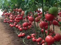 昌黎硬粉西紅柿苗 秋延西紅柿種苗批發(fā)