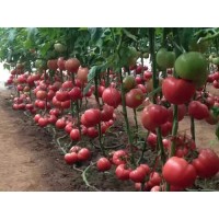 昌黎硬粉西紅柿苗 秋延西紅柿種苗批發(fā)