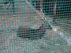 廠家供應(yīng)荷蘭網(wǎng)  編織網(wǎng) 圈地圍網(wǎng)  圈雞網(wǎng)