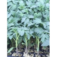 南通西紅柿苗 硬粉西紅柿種苗廠家