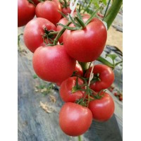 錦州西紅柿苗 硬粉西紅柿苗基地