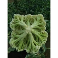 南通甘藍苗批發 甘藍種苗廠家