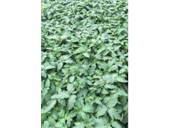 黃山硬粉西紅柿苗 西紅柿種子種苗批發(fā)