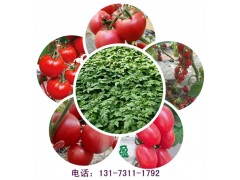 阜陽千禧小西紅柿苗 西紅柿種苗基地