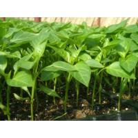 定西冬春茬辣椒苗黃綠皮育苗