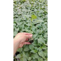 武威辣椒苗基地 壽光辣椒苗育苗廠