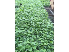 大同黃瓜苗_育嫁接黃瓜苗基地