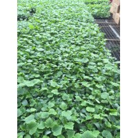 濟(jì)陽密刺大黃瓜苗 黃瓜苗育苗基地