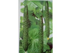 駐馬店水果黃瓜苗代育基地品種