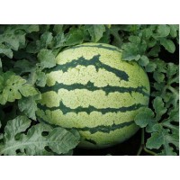 溫州西瓜苗京欣批發(fā) 嫁接西瓜苗廠家