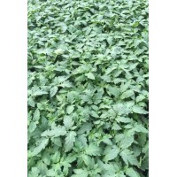 秦皇島西紅柿種苗批發 西紅柿苗廠家