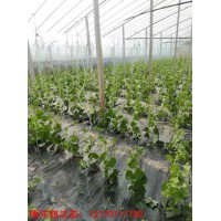 郴州嫁接甜瓜苗 廠家預售早春甜瓜種苗