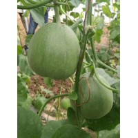 南充甜瓜嫁接苗 甜寶甜瓜苗供應