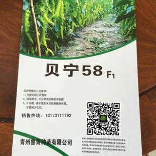 清遠育苗廠線椒苗批發 黑線椒種苗