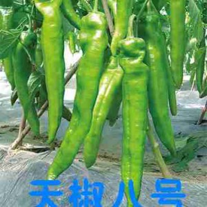 黃岡長尖椒苗 大果尖椒苗批發(fā)
