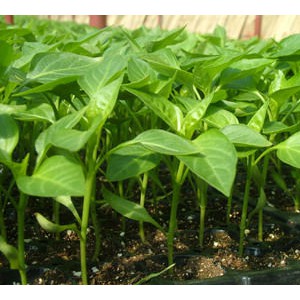 婁底育辣椒苗基地 早春辣椒苗批發(fā)