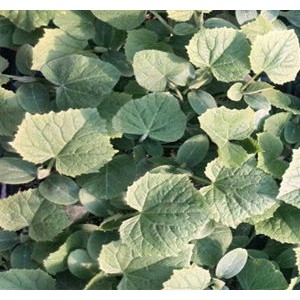 濟(jì)源黃瓜嫁接苗