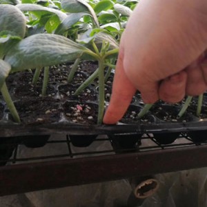 延邊黃瓜育苗公司 黃瓜苗育苗基地