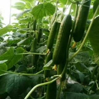 白城黃瓜育苗廠家 全雌黃瓜苗批發