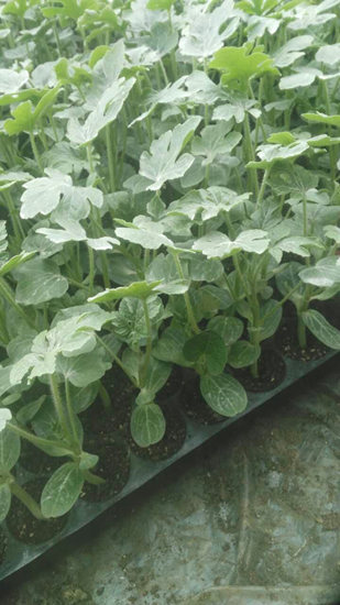 西瓜苗-4