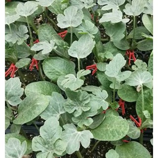 撫州西瓜嫁接苗基地 甜王西瓜育苗廠