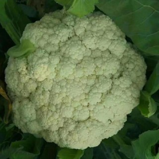 臨汾有機菜花苗 65天散菜花苗基地