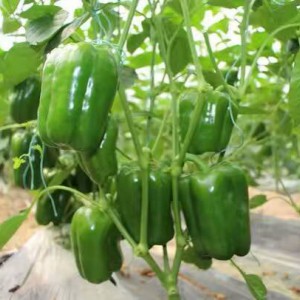 商河小番茄西紅柿苗 粉貝貝小番茄苗