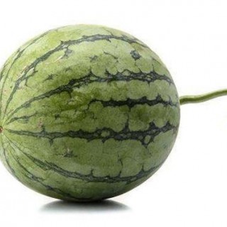 信陽西瓜嫁接苗基地 美都西瓜種苗廠