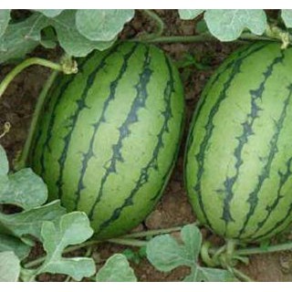 菏澤甜王西瓜育苗廠 嫁接西瓜苗基地