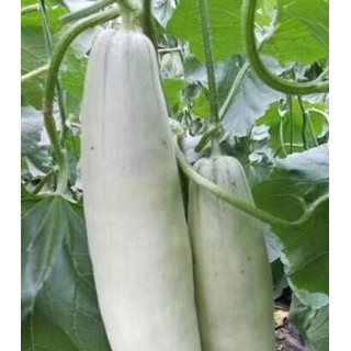 紹興嫁接甜瓜苗基地 綠寶甜瓜育苗廠