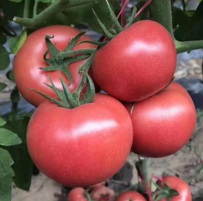 張掖育西紅柿苗批發(fā) 嫁接西紅柿苗基地