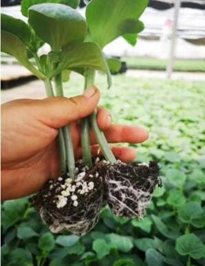 井陘布利塔茄子苗廠家 育嫁接長茄子苗