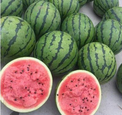 慶陽供應(yīng)甜瓜苗 直播綠寶羊角蜜種苗廠